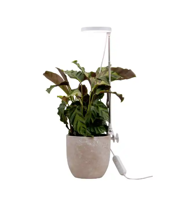 Lampe Pour Plantes Rose